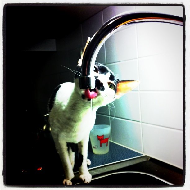 a black and white cat rubbing it's face with a faucet