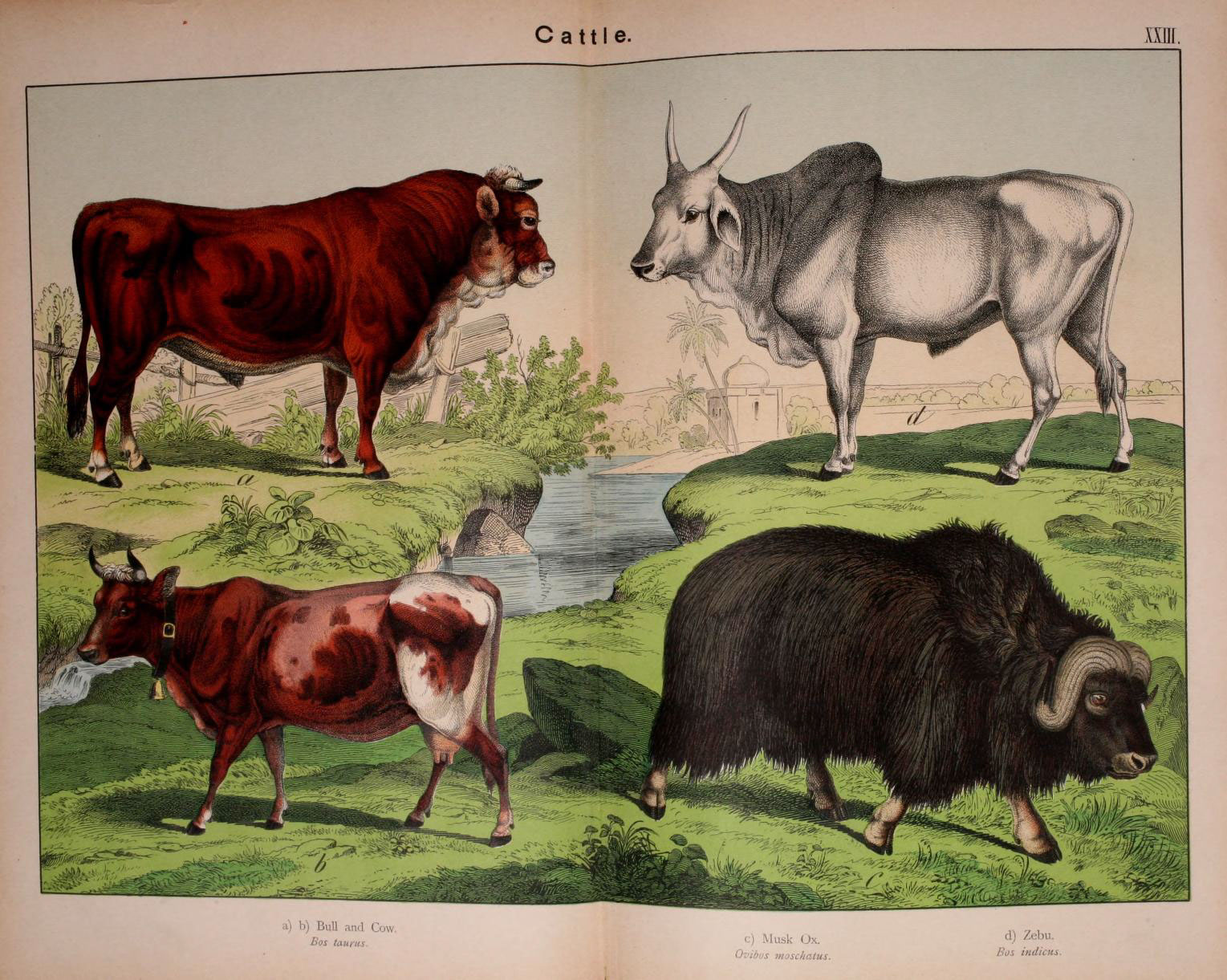 several animal species on display on a page from an antique book