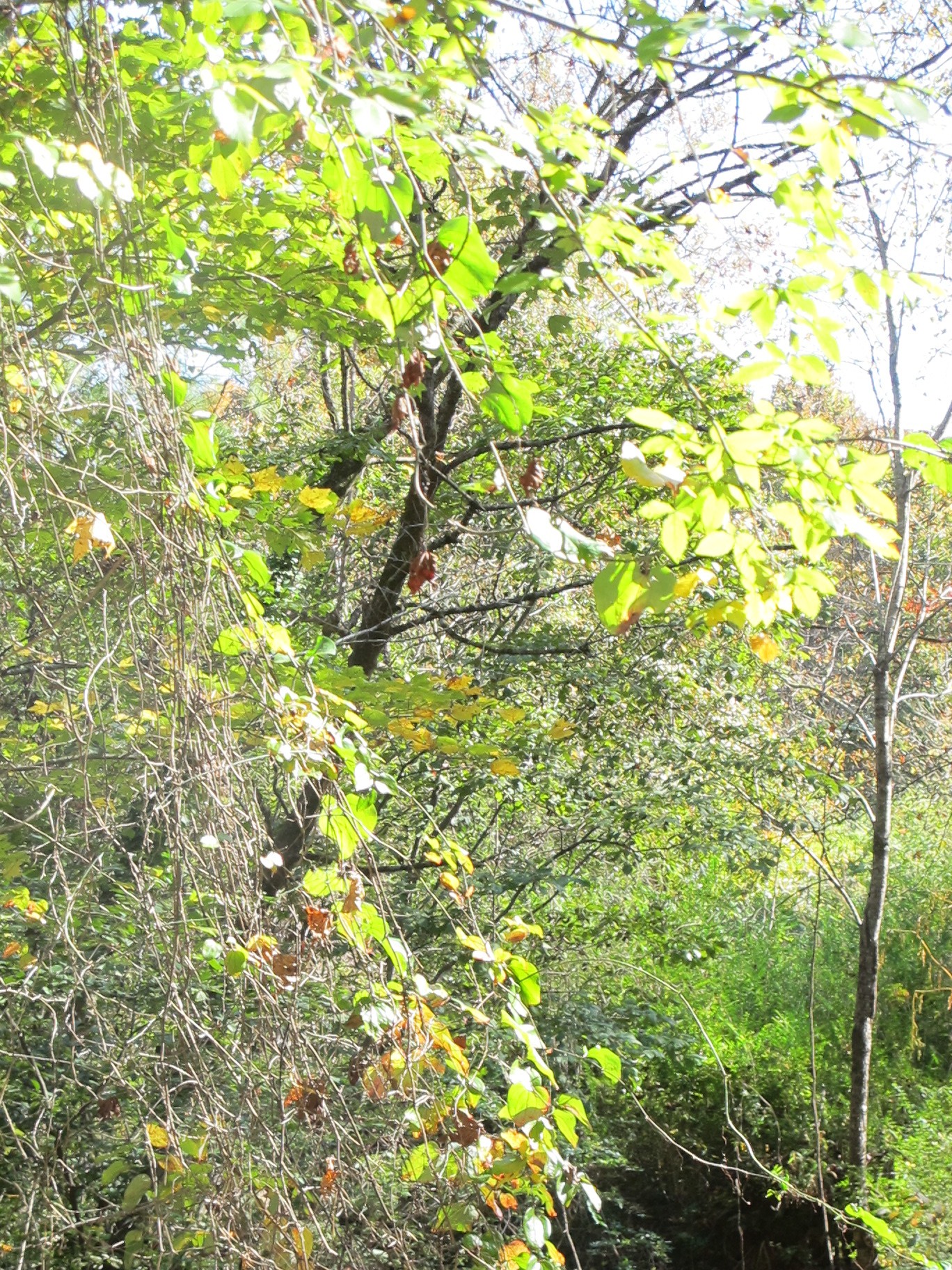 a creek running through trees with lots of green leaves