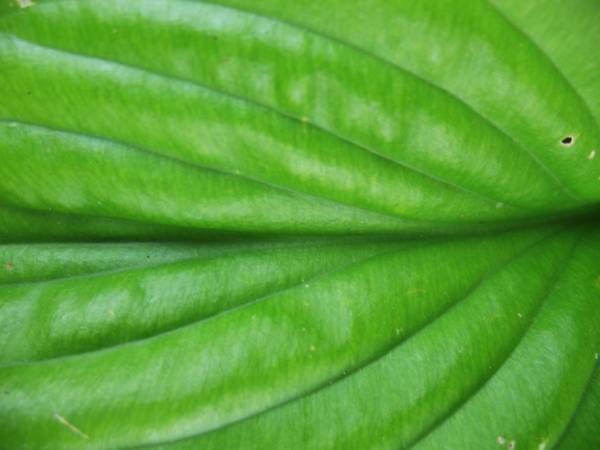a close up of some leaves that are green