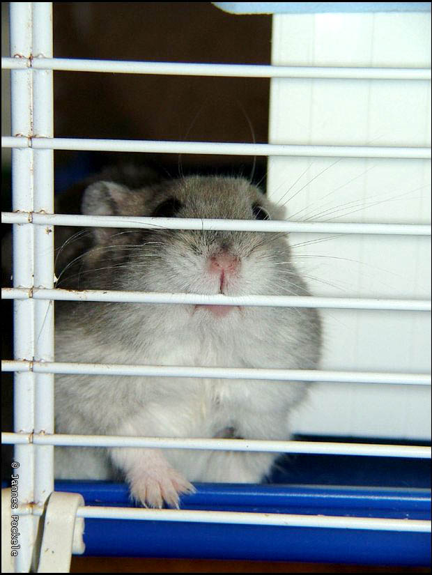 a rodent in a cage looking out through a window