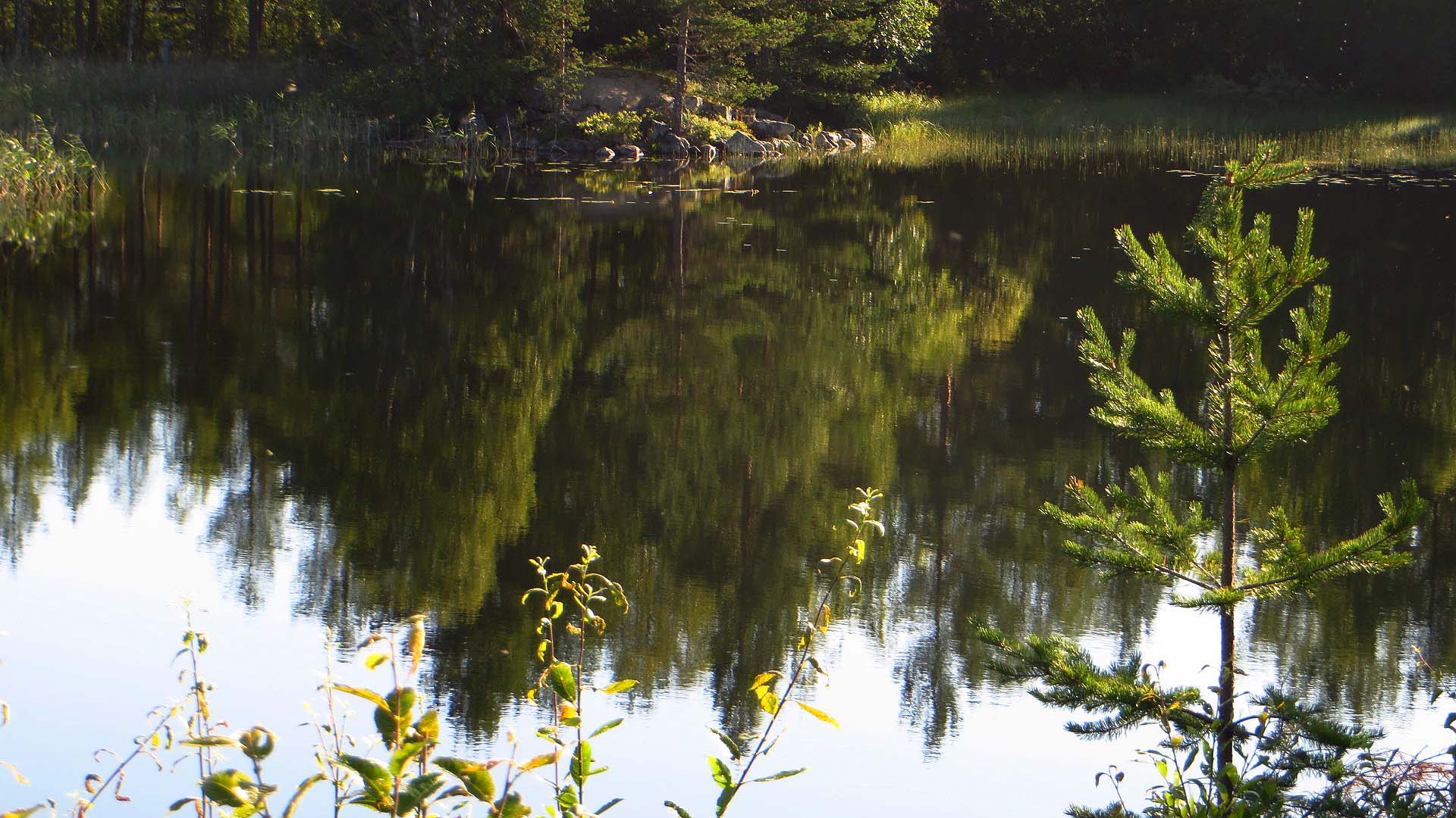 the water is still as it reflects the surrounding tree