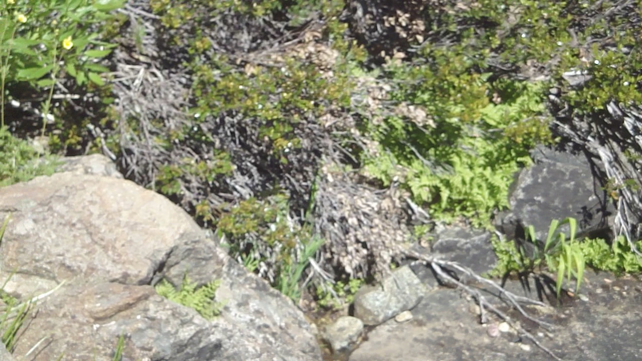 a yellow bird standing on top of rocks