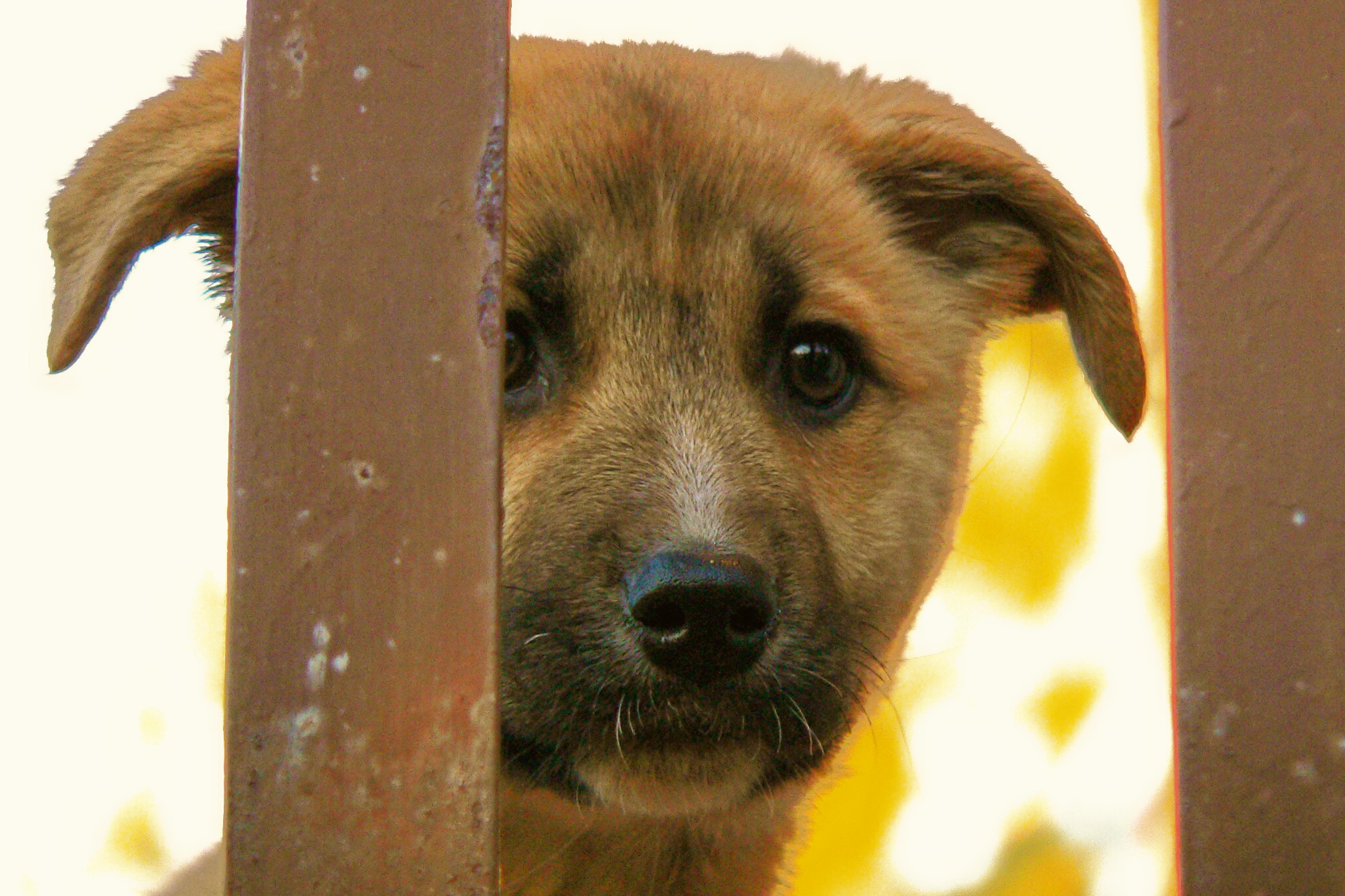a brown dog peeks its head through the bars of a gate