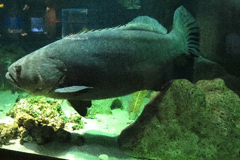 a fish sitting in an aquarium tank next to a bunch of rocks