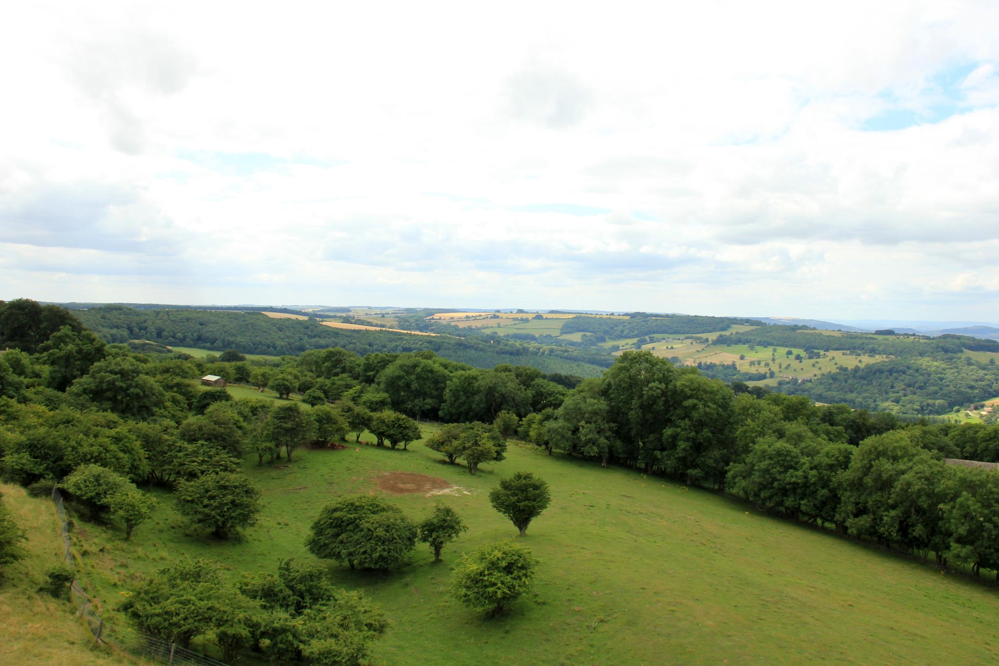 an aerial view of trees in the countryside