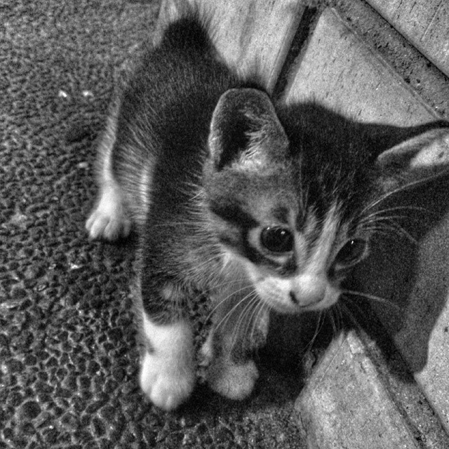 a small kitten that is standing up in the street