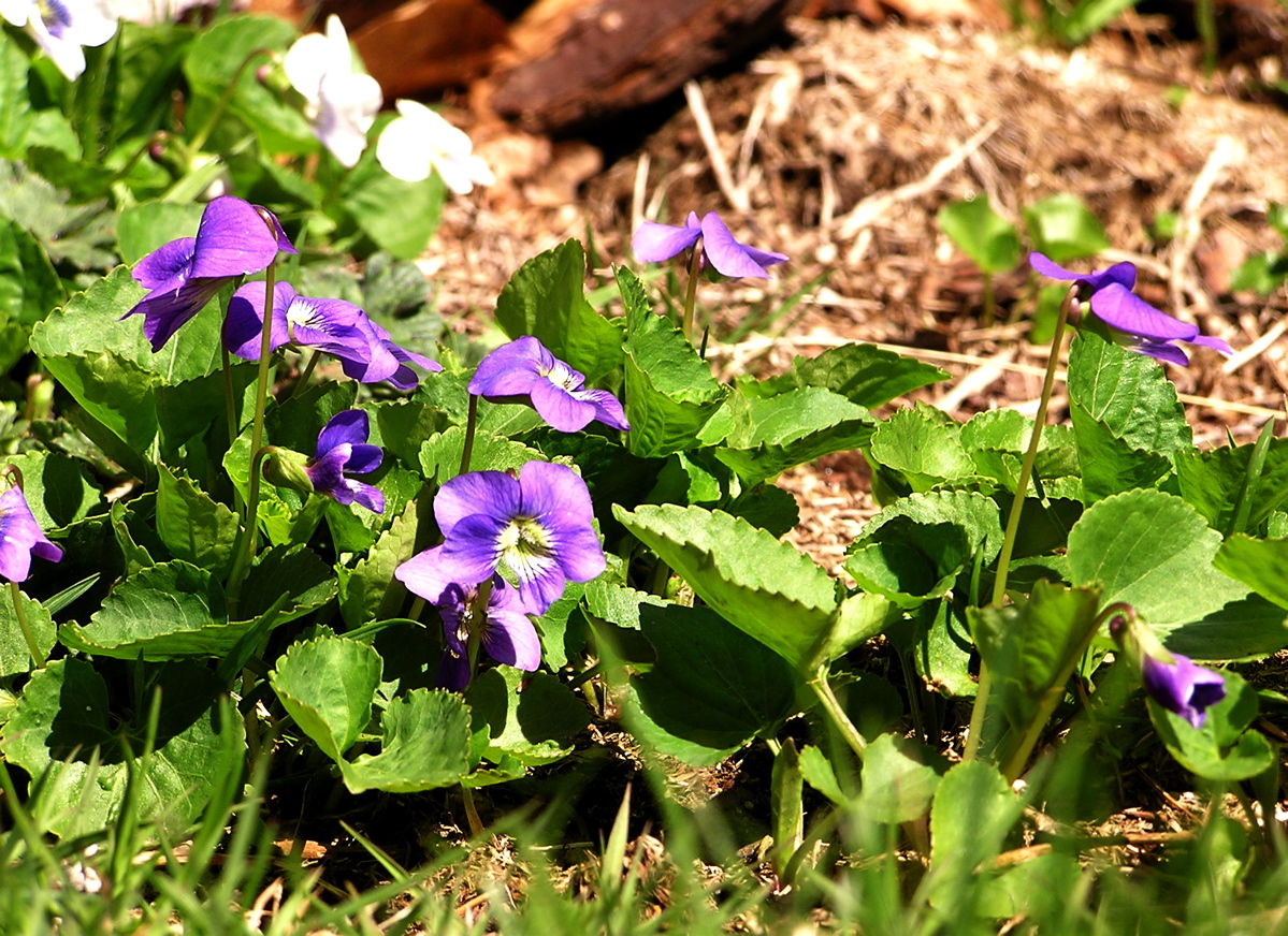 some purple flowers that are growing in the grass