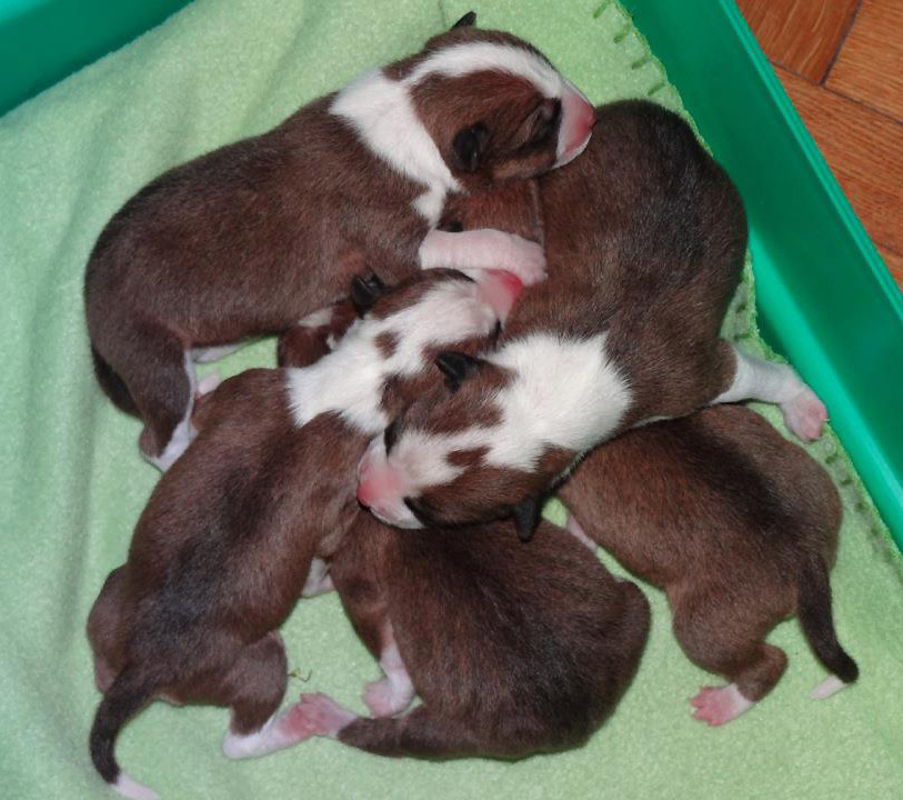 four baby puppies huddled together in a green crate