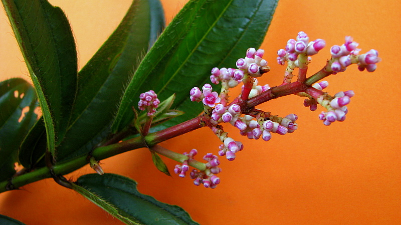 a close up of flowers in bloom on the stem of the plant