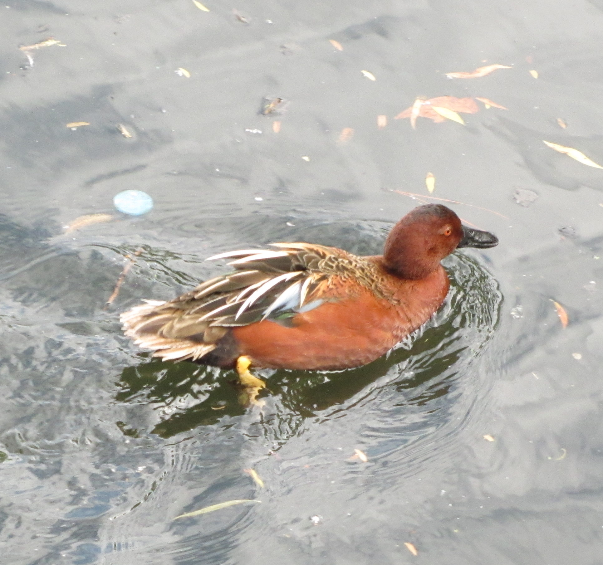 a duck floating in a lake next to some leaves