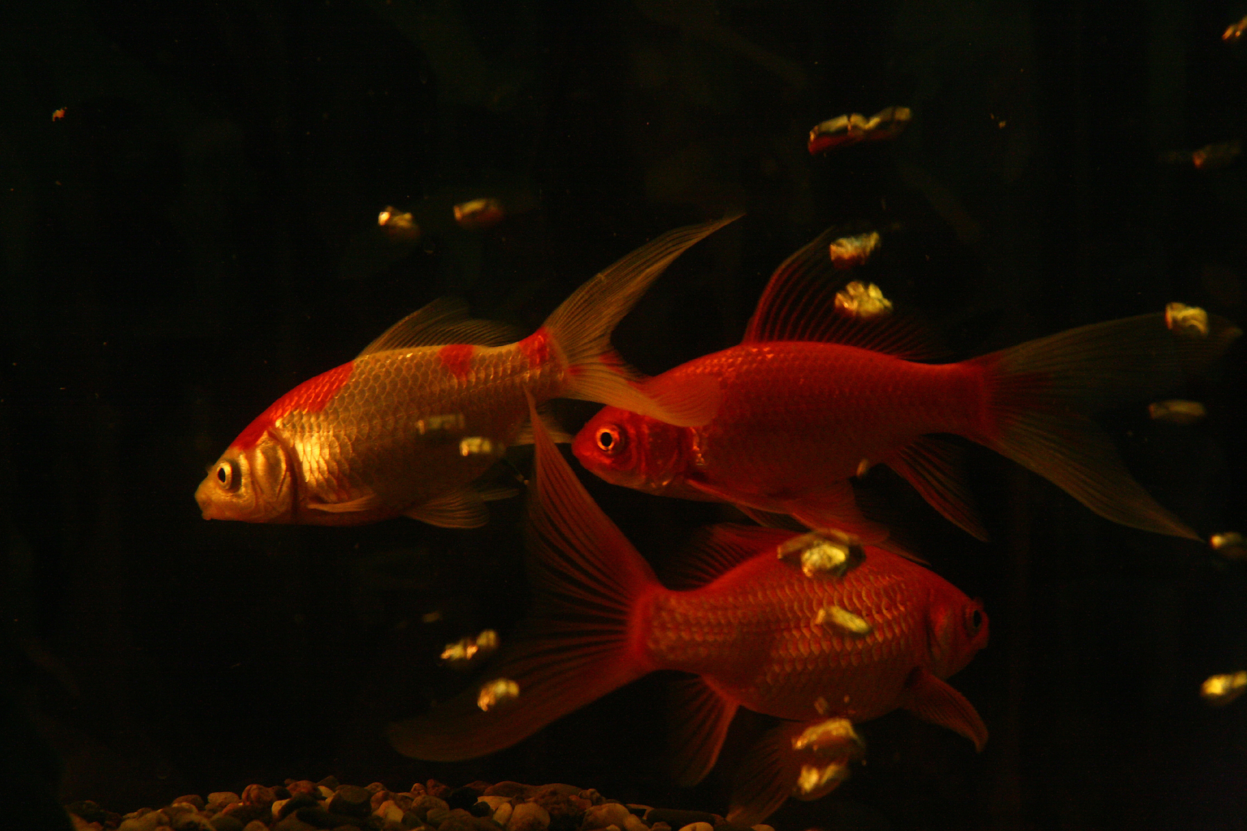 two goldfish in an aquarium, and another fish in the background