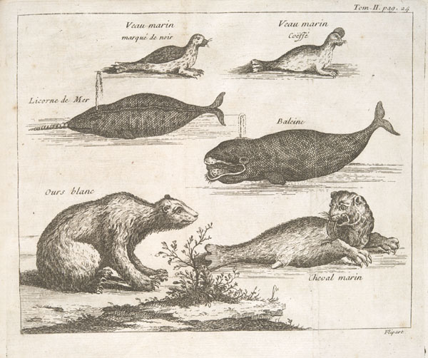 four marine animals are seen on this page