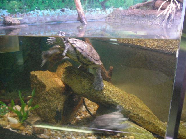 the turtle is sitting on the rocks in the tank