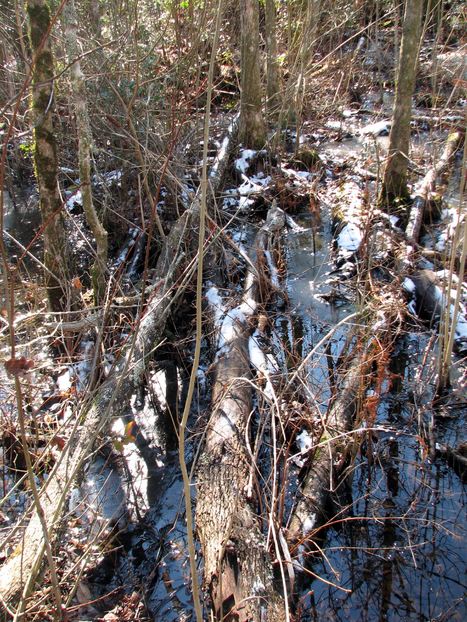 a dead log in the middle of a stream