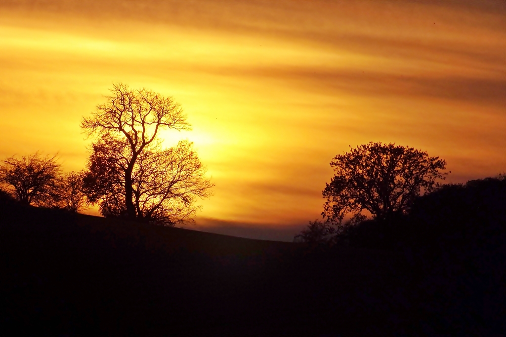 the sun set behind trees in an orange sunset