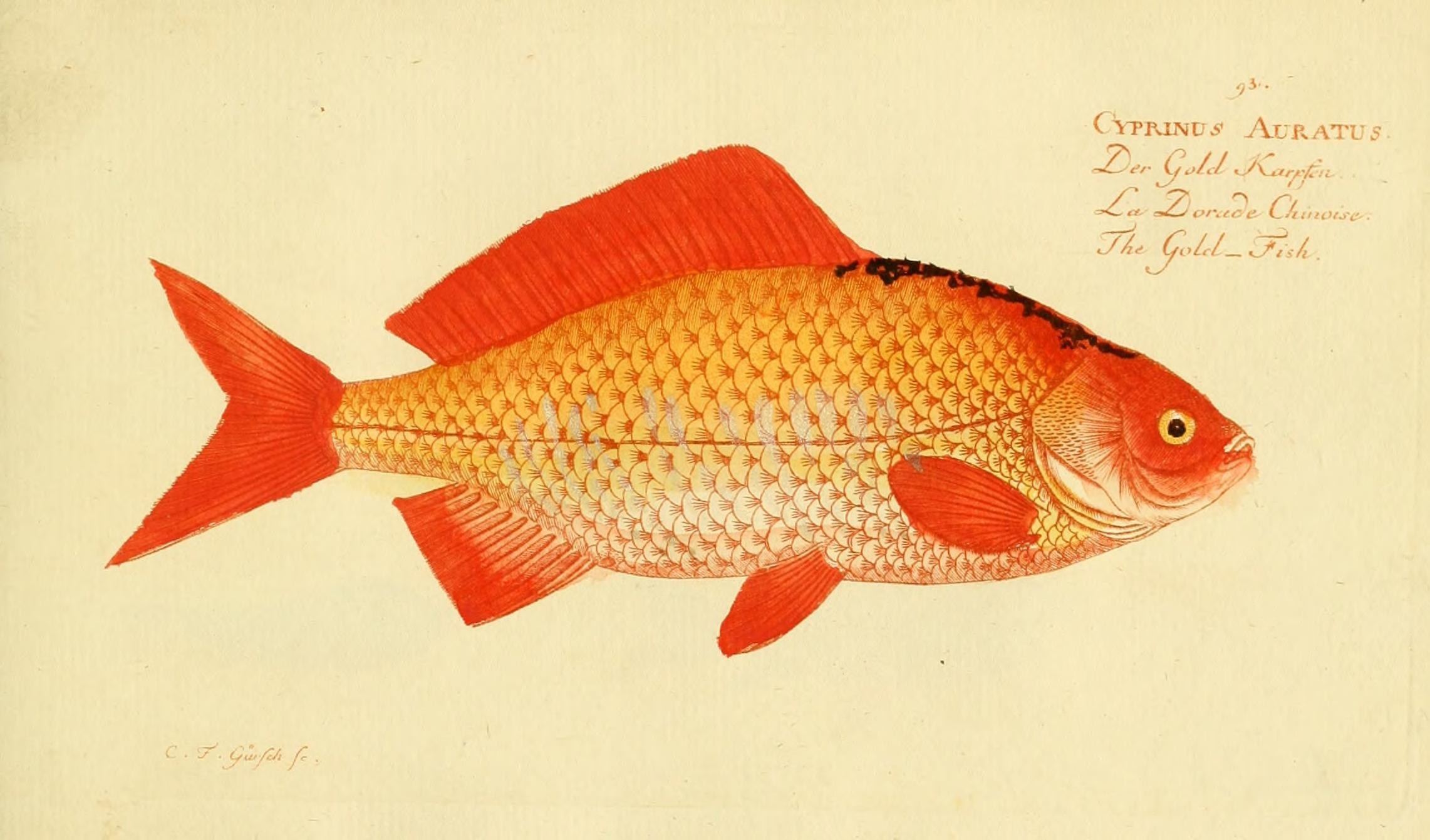 this is an old book illustration showing a fish