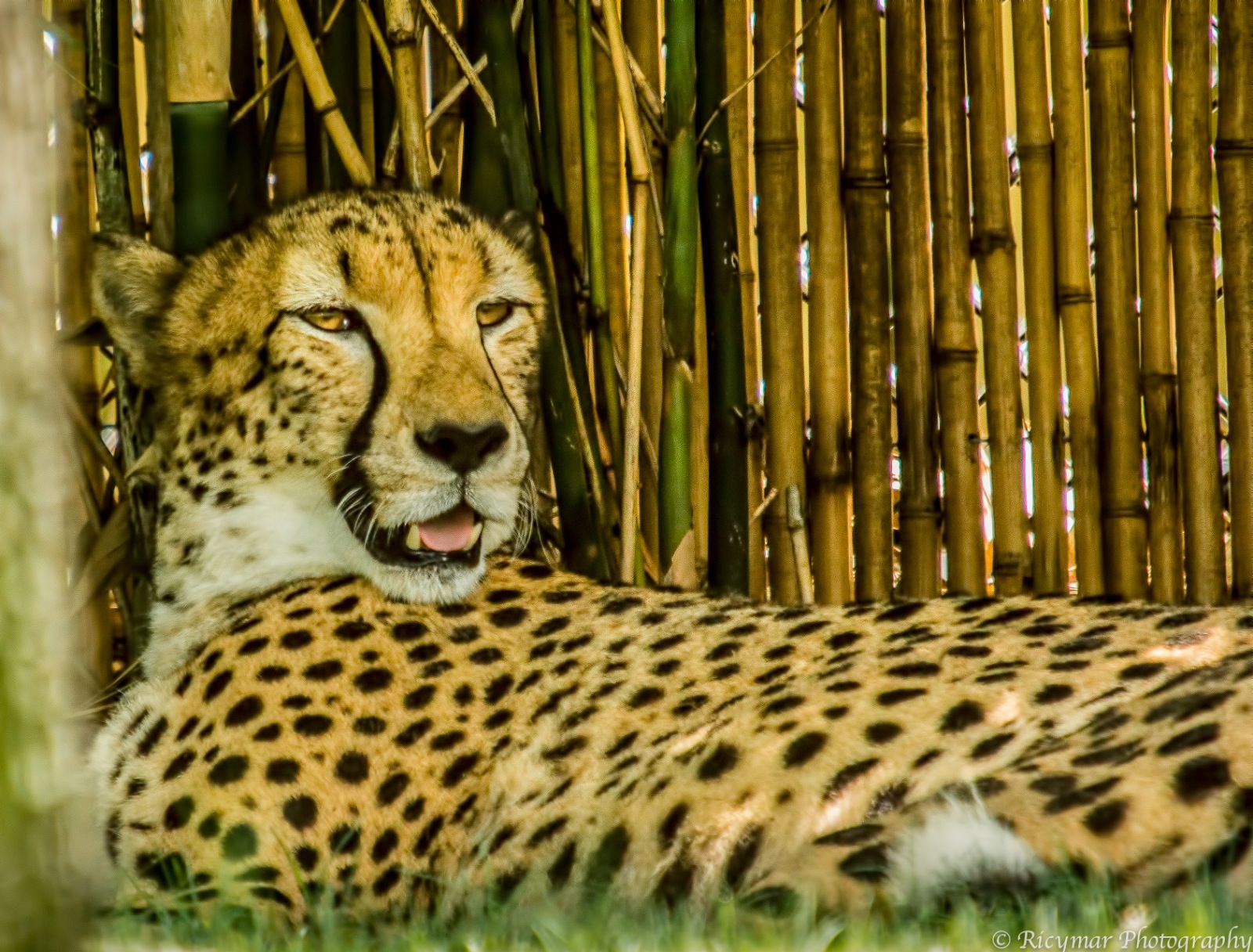 a cheetah in front of a bamboo fence