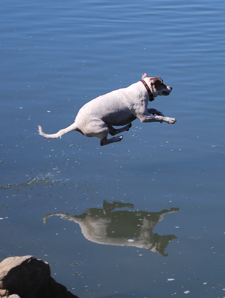 a dog is jumping off of the pier into the water