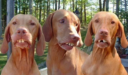 three dogs are sticking their tongues out at the camera