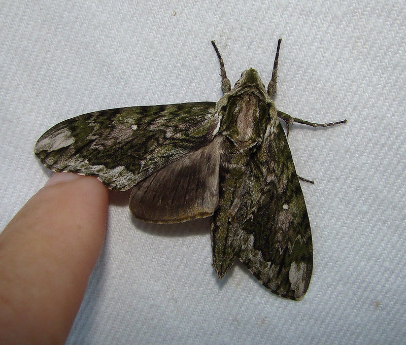 a small insect is sitting on the table