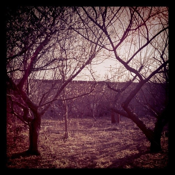 the ground is covered with a couple of trees