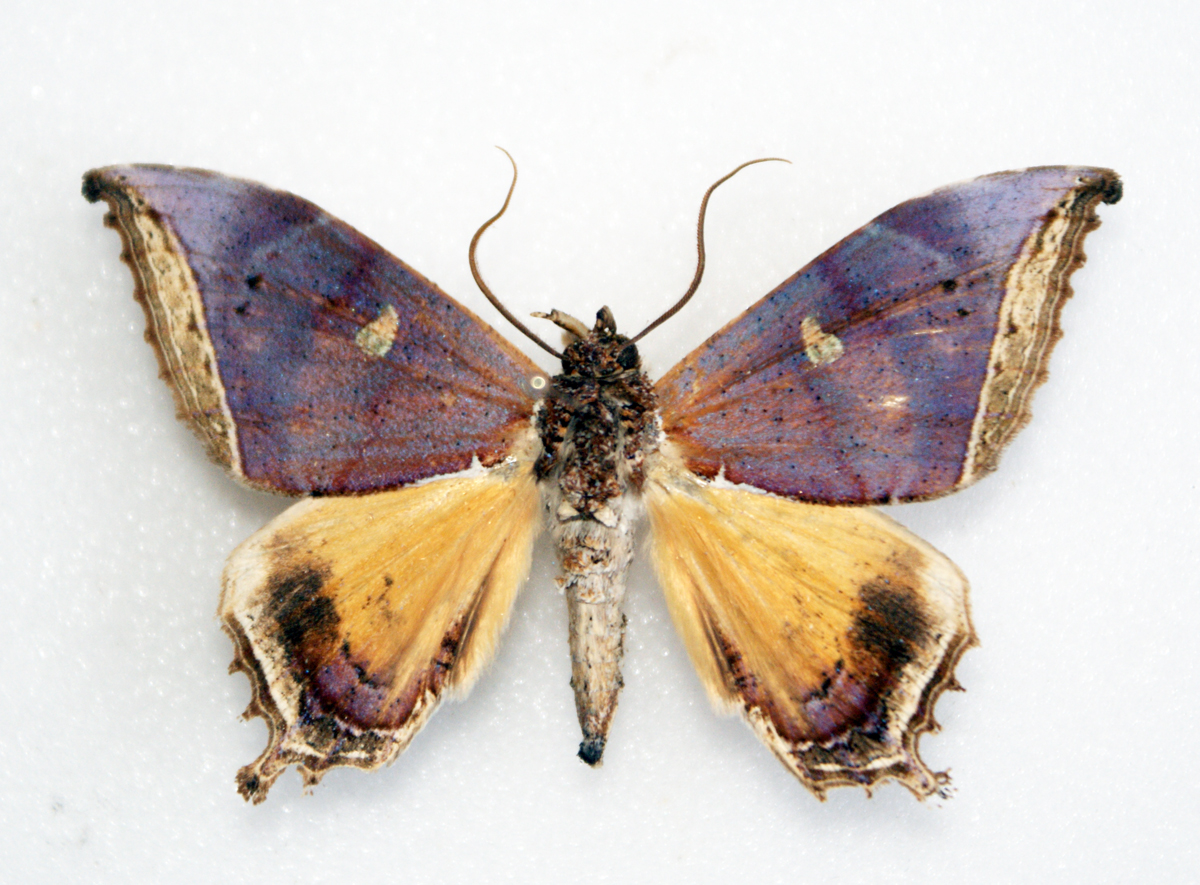 a large brown moth sitting on top of a white surface