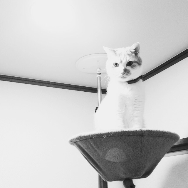 black and white pograph of a cat standing on a cat tree