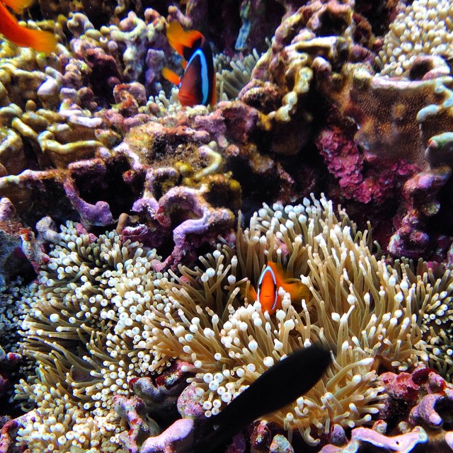 anemonas and clownfish in a coral reef