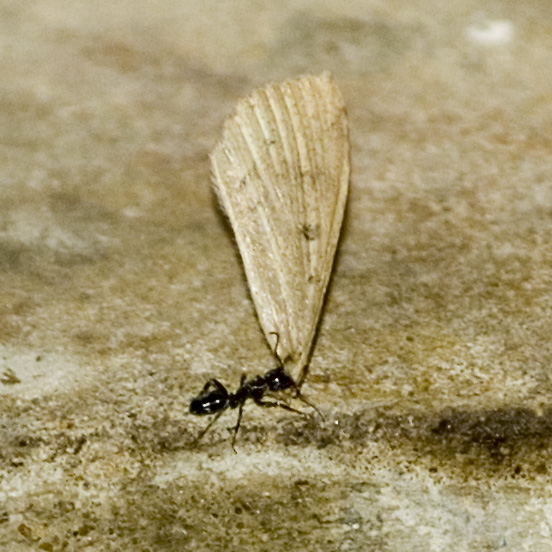 a small bug crawling on cement with a leaf sticking out of it