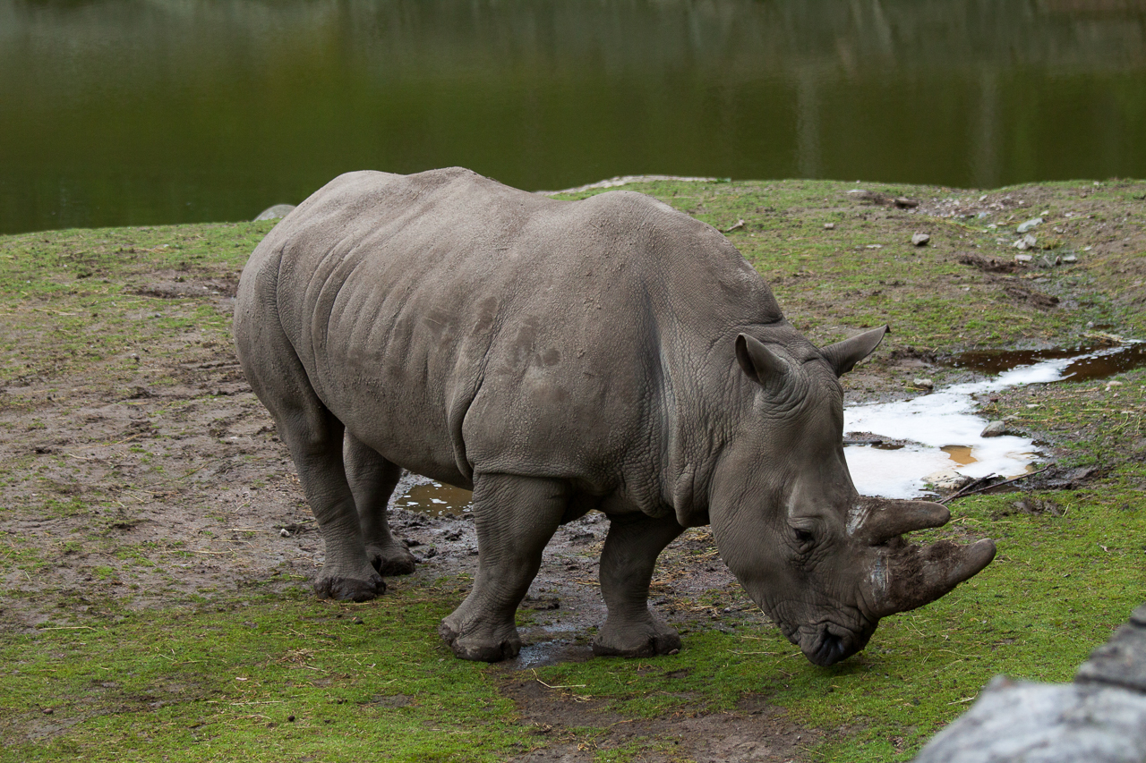 a rhino standing next to a small pond and looking at it