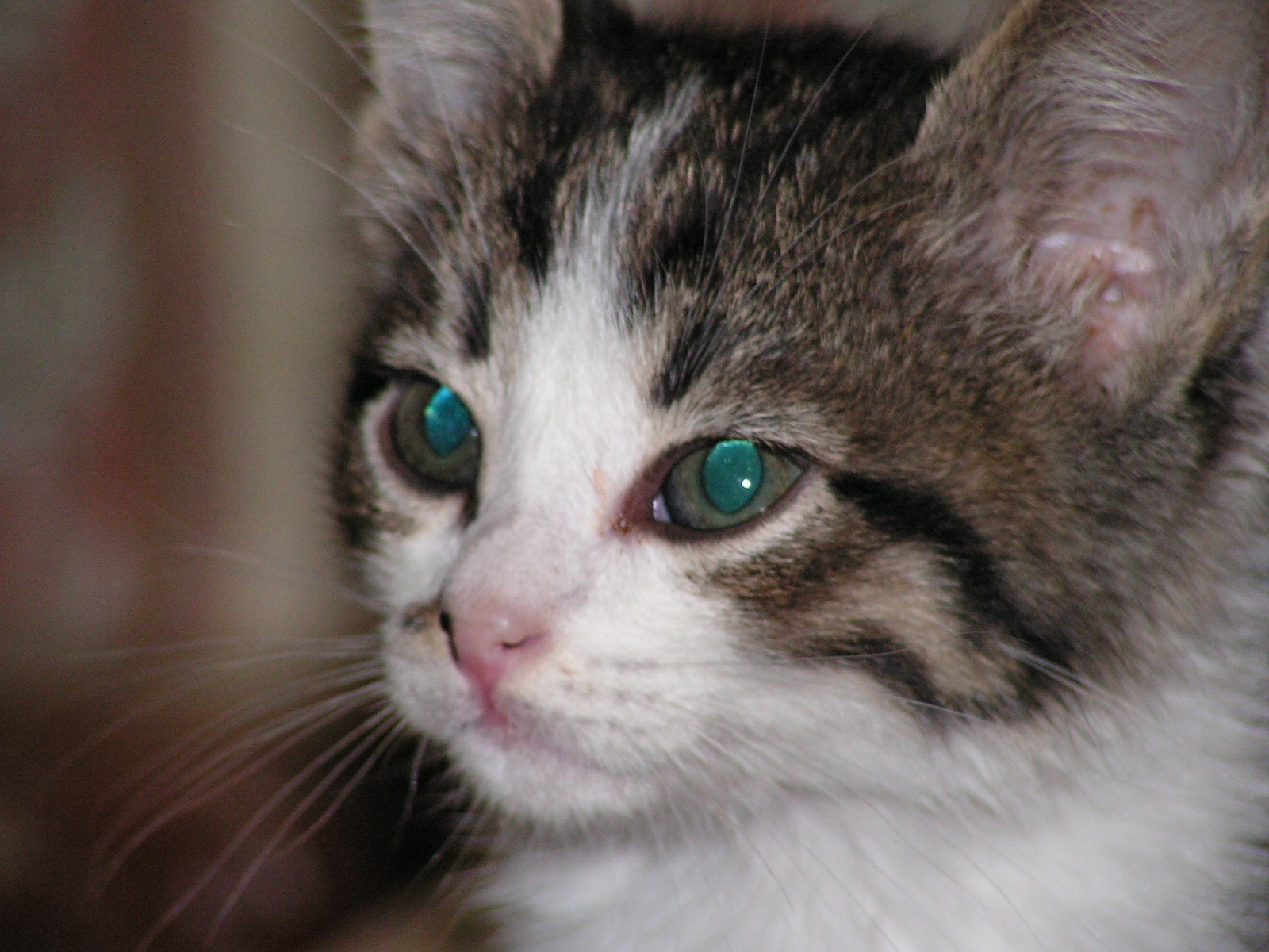 a close up of a cat with a blue and white kitten