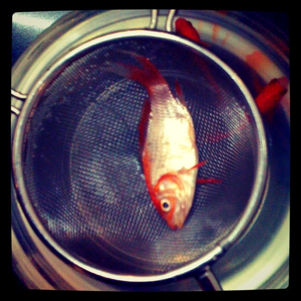 fish inside a frying pan to get ready to eat