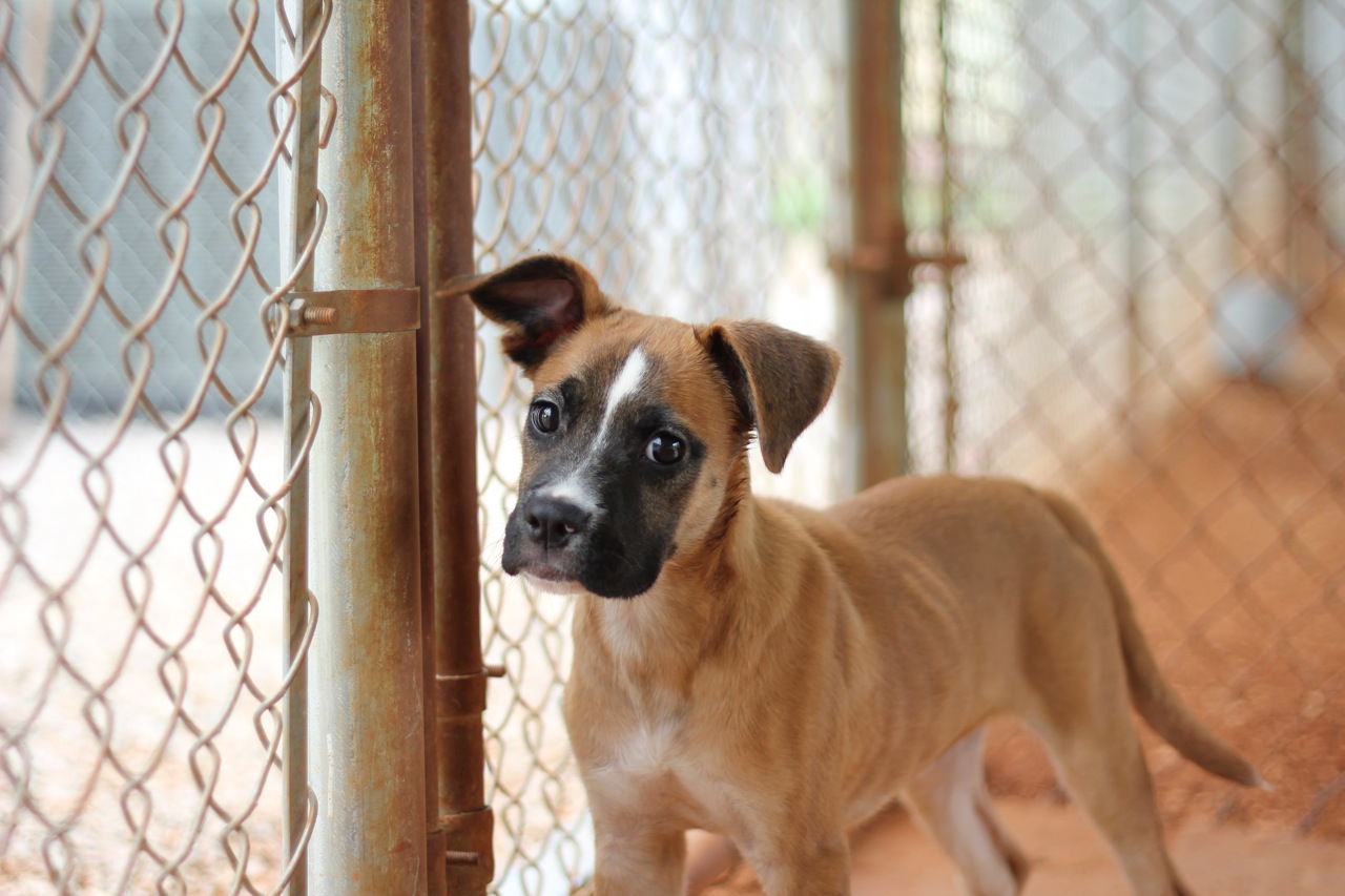 dog standing in a fenced area with a dog behind it