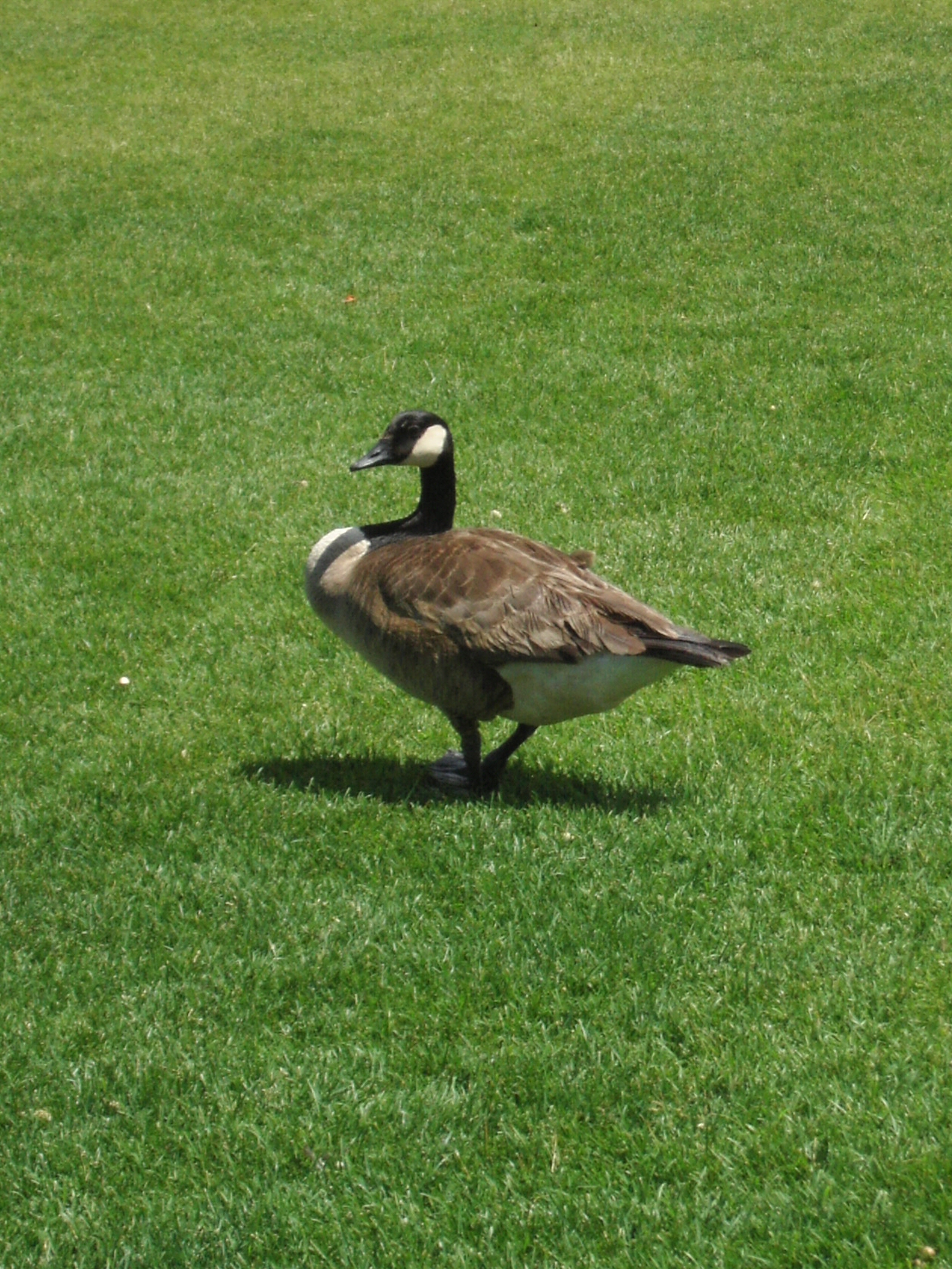 a goose stands on grass in a field