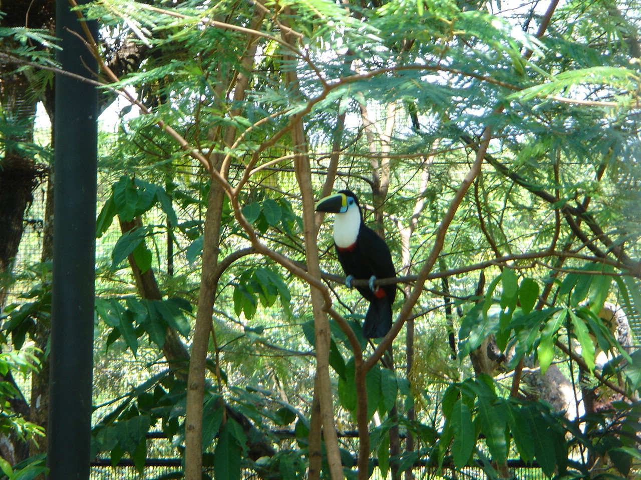 toucan bird sitting in tree looking at camera