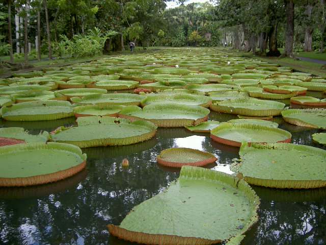 rows of large leaves floating in a pond near many trees