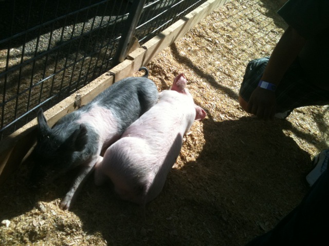 the two pigpies were being held close to each other in the cage