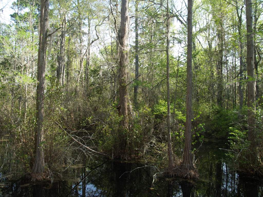 some trees in the middle of some water