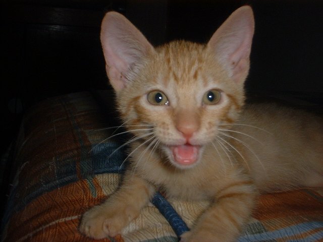 a small orange cat is sticking its tongue out