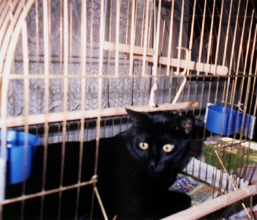 a black cat sitting in a cage with its head out