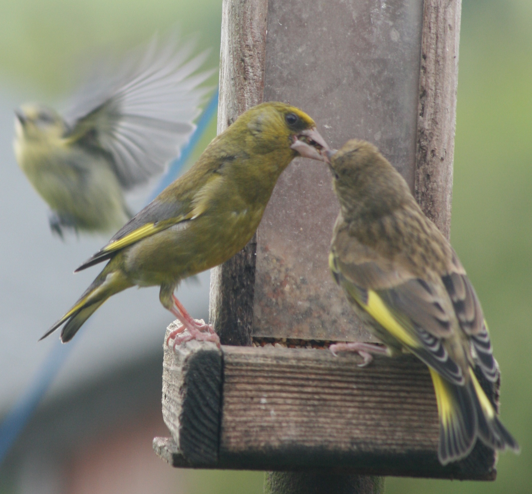 two small birds feeding at a bird feeder
