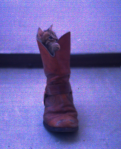 a little kitten sticking its head through some boots