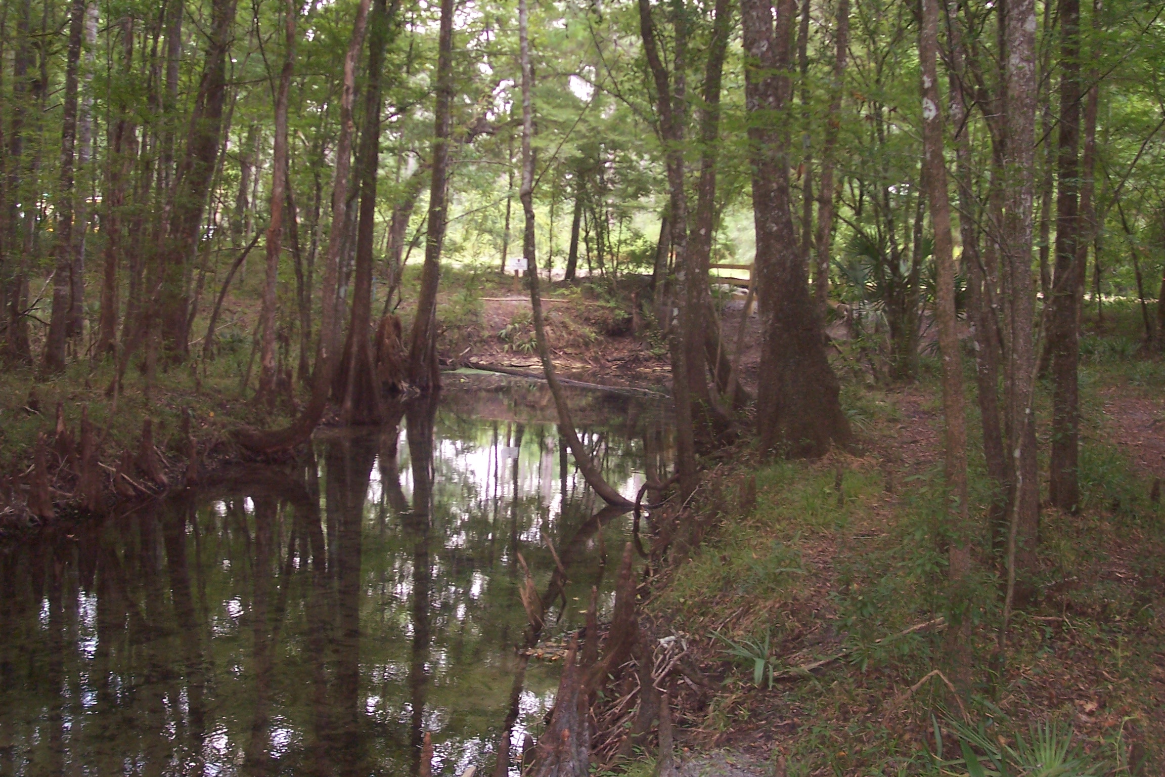 a creek flows through a forested area with trees