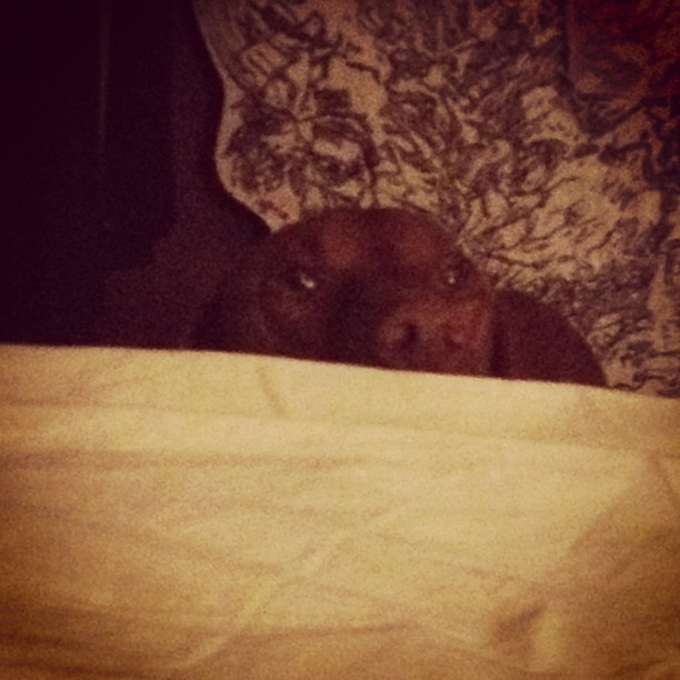 a dog peeking out from under a comforter