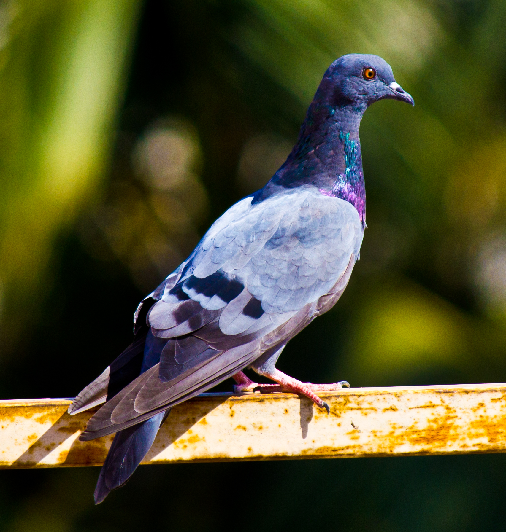 a close up of a bird on the top of a pole