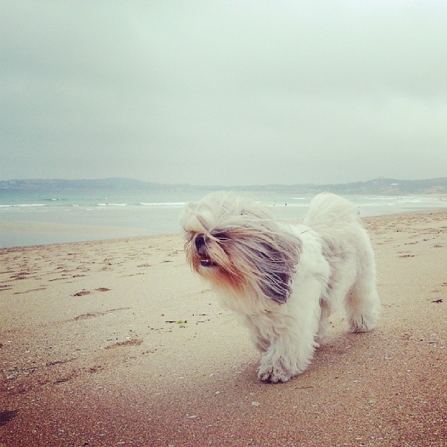 a small white and grey dog standing on a sandy beach