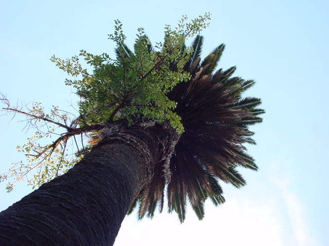 looking up at the top of an old palm tree