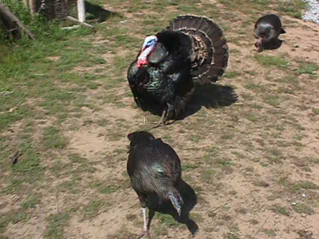 two wild turkeys with their offspring in the zoo