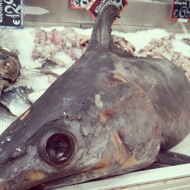 a dead shark on display in a store window